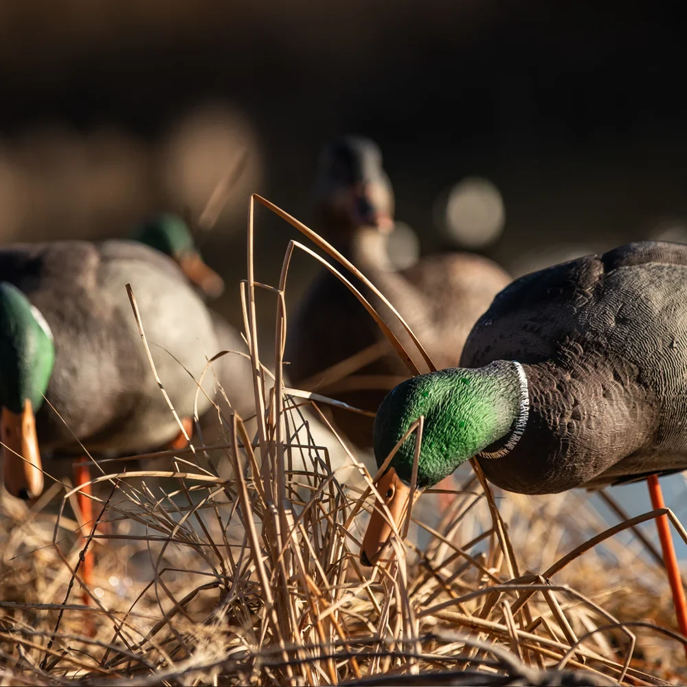 Avian-X AXP Full Body Mallards Fusion Pack / 6 Decoys / Includes Slot Bag & Field Stakes - Image 10