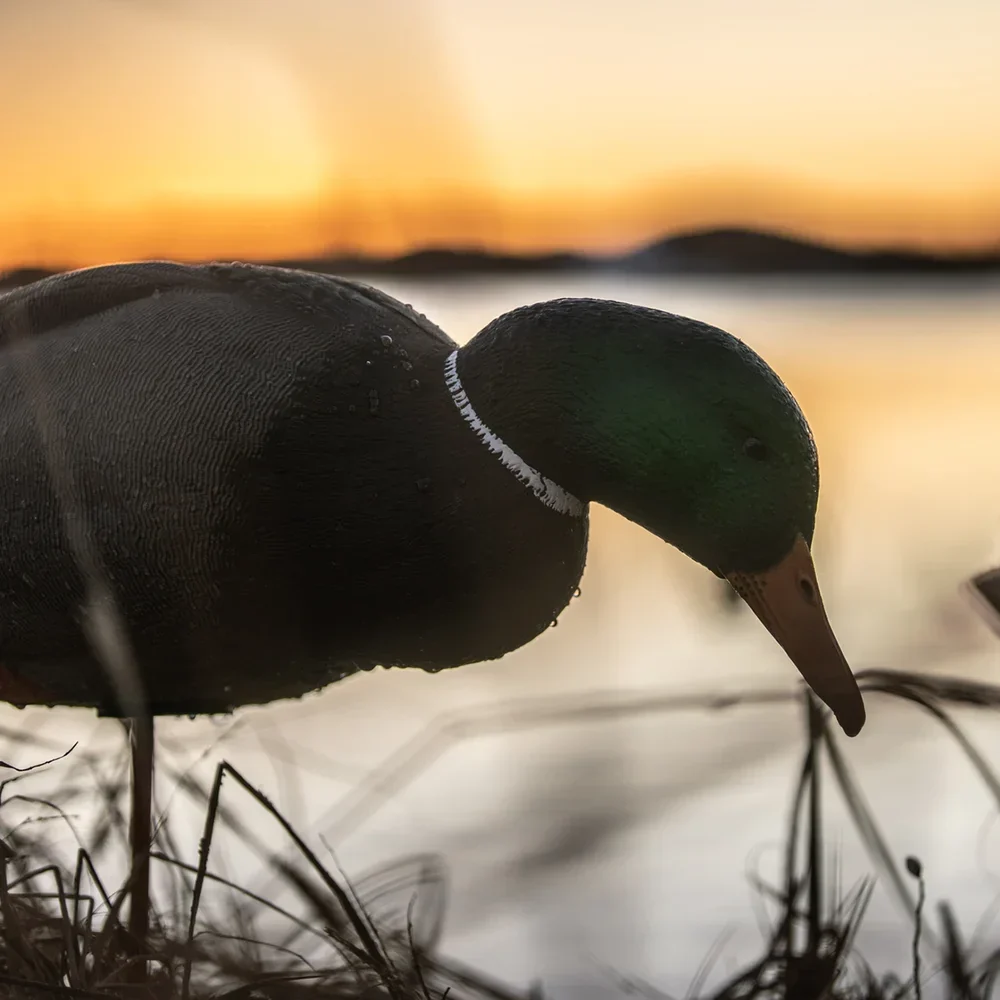 Avian-X AXP Full Body Mallards Fusion Pack / 6 Decoys / Includes Slot Bag & Field Stakes - Image 11