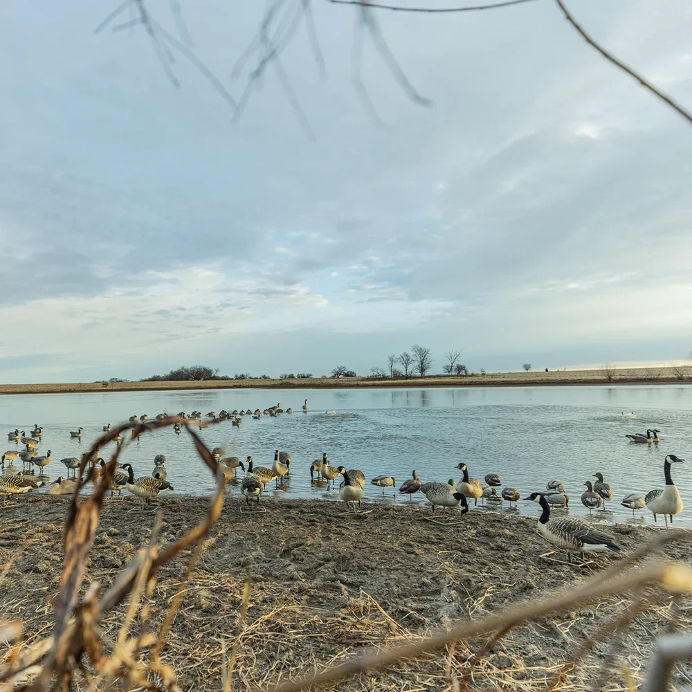 Avian-X Topflight Honkers Floating Goose Decoys (4 Pack) - Image 6