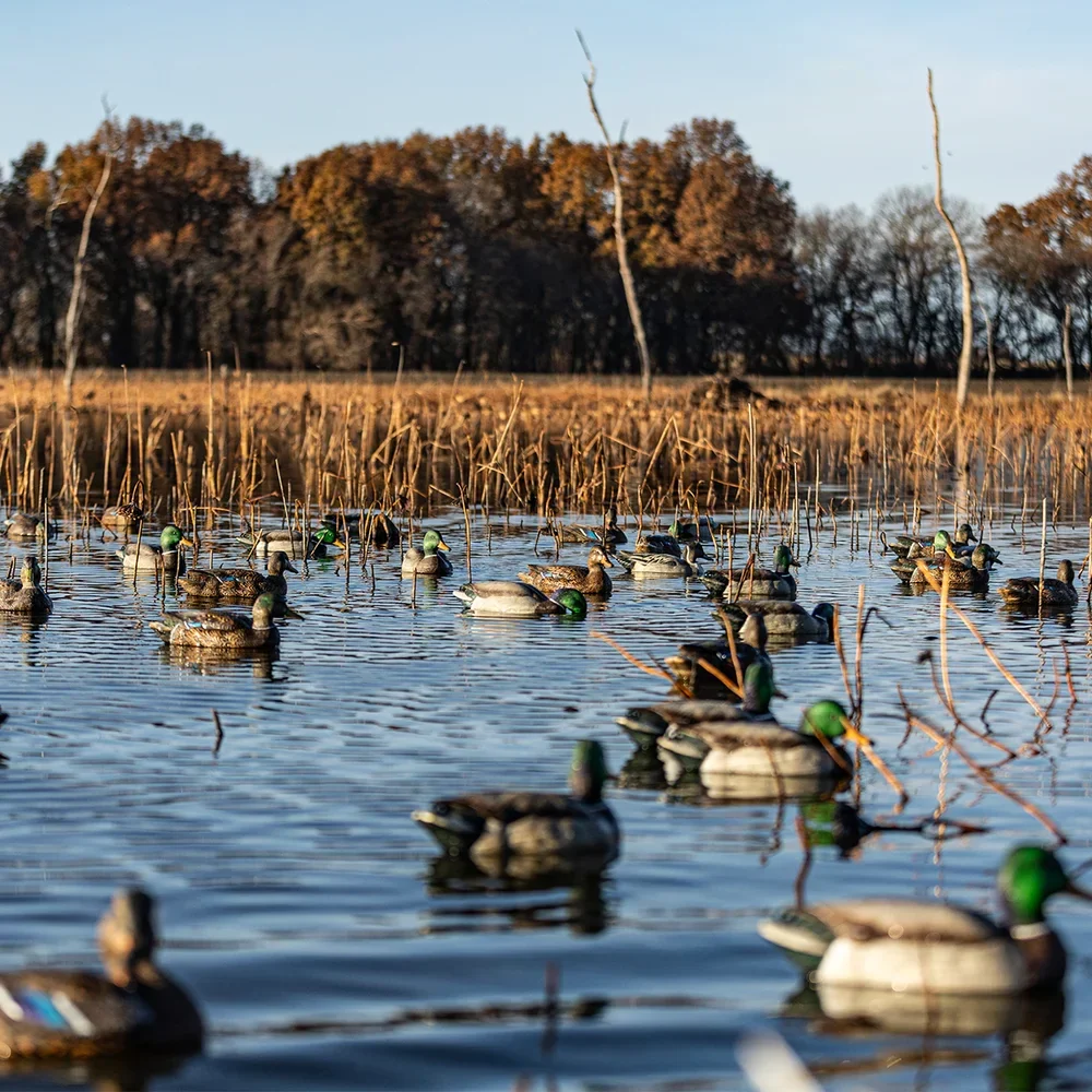 Avian-X Topflight Mallards Backwater Pack | 6 Floating Decoys - Image 3