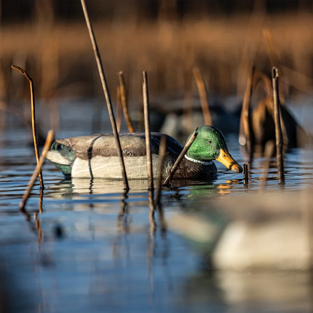Avian-X Topflight Mallards Backwater Pack | 6 Floating Decoys - Image 8