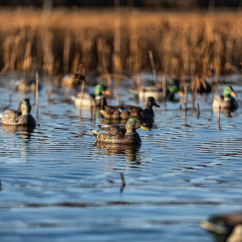 Avian-X Topflight Mallards Early Season Pack 6 Floating Decoys - Image 7